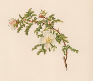English Rose by English School